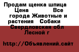 Продам щенка шпица.  › Цена ­ 15 000 - Все города Животные и растения » Собаки   . Свердловская обл.,Лесной г.